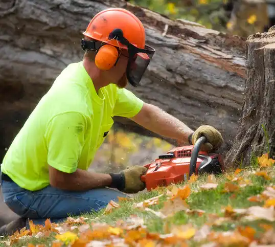 tree services Westhampton